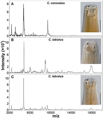 Nematode Species Identification—Current Status, Challenges and Future Perspectives for Cyathostomins